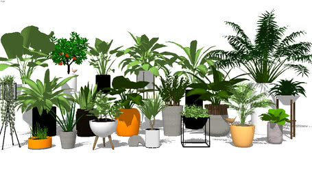 TREES & PLANTS