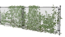 VEG-enredaderas
