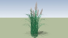grasses