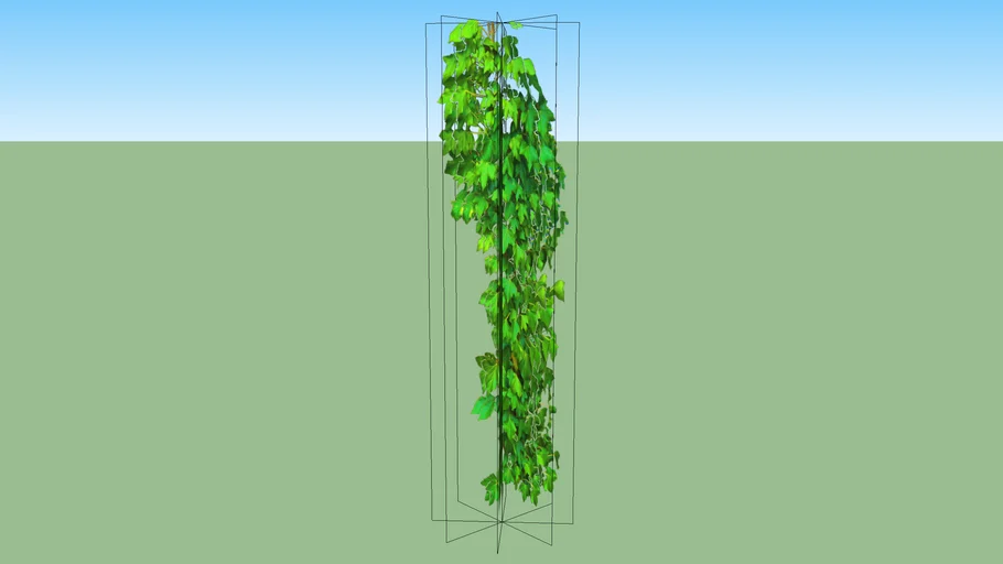 HANGING IVY