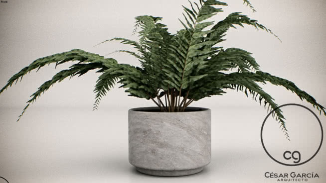 plants