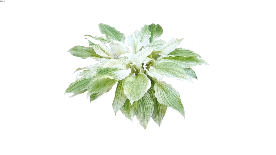 Hosta White Feather
