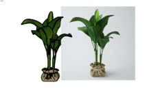 plants