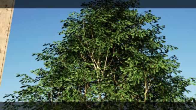VEGETATION