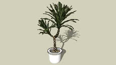plants