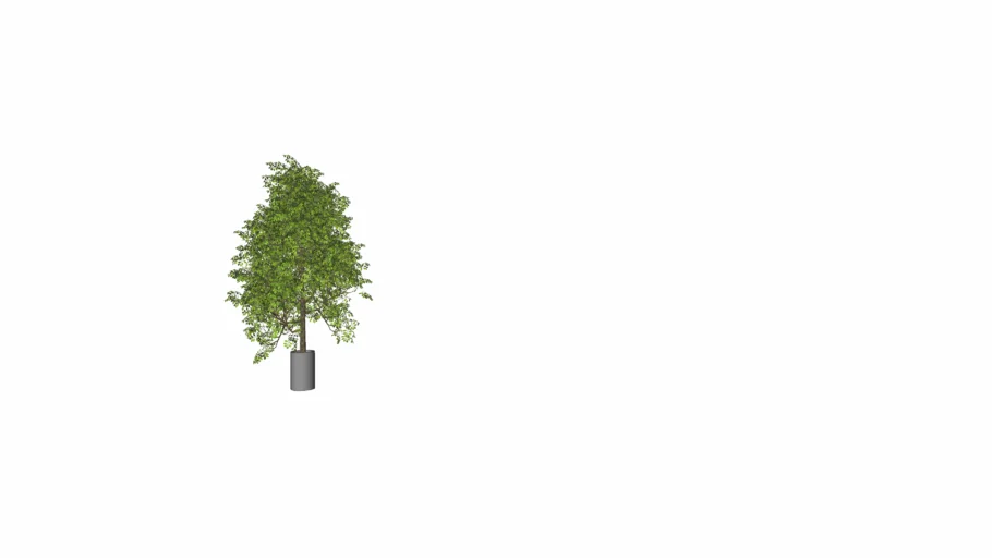 tree in a pot
