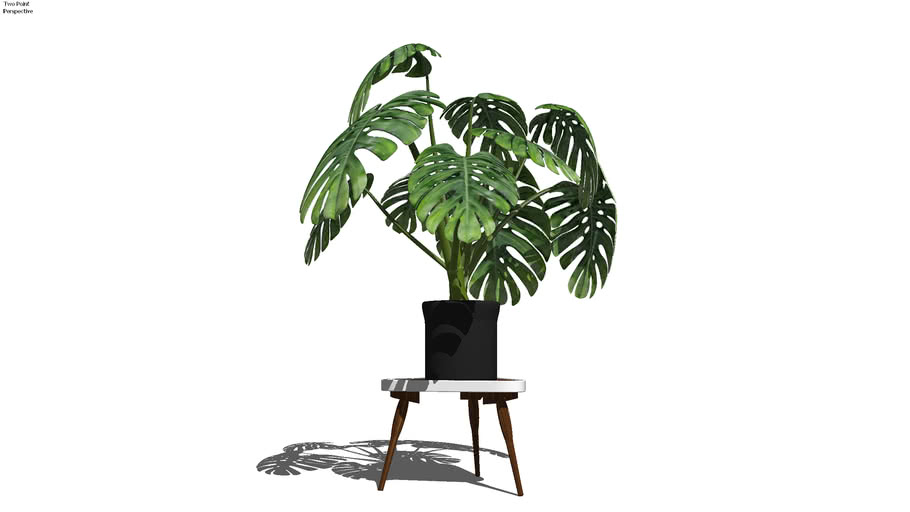 PLANTS
