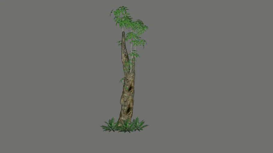 Tree Alstonia Scholaris-Pule-Pulai