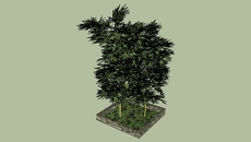 PLANTS