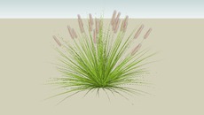 Grasses