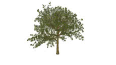 ARBOLES