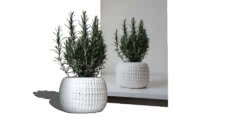 plante