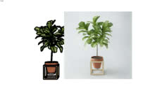 PLANTS