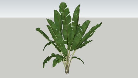 Plantas