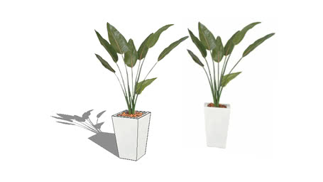 Indoor plants