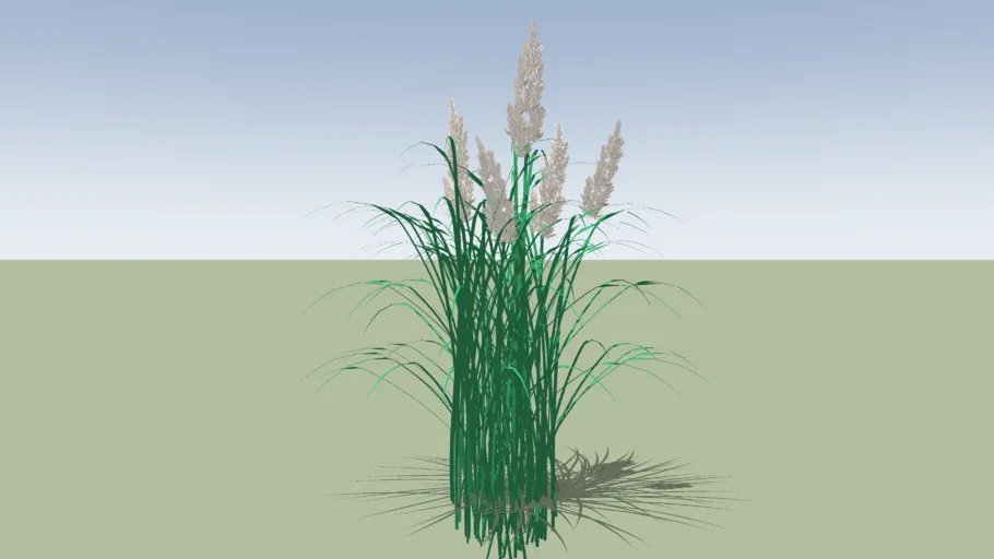 pampas grass