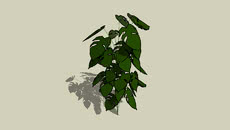 Plants