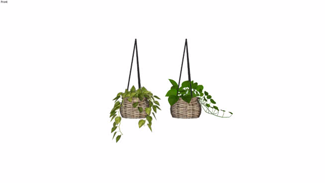 Plants