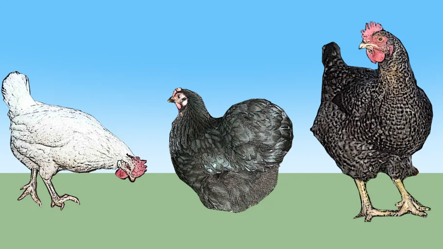 gallinas y gallos chicken