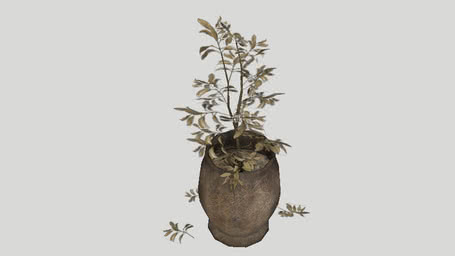 Plants
