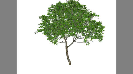 Arboles