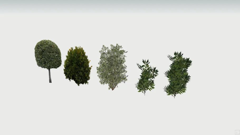 Laurel Shrubs