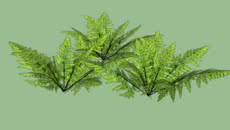 Plantas