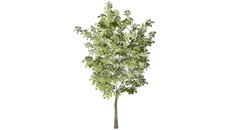 plantes