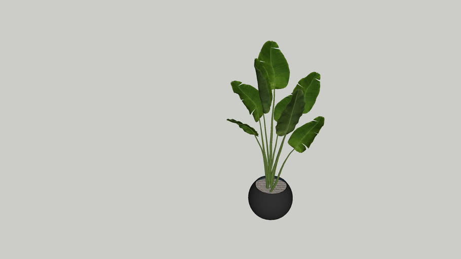 Plants Indoor