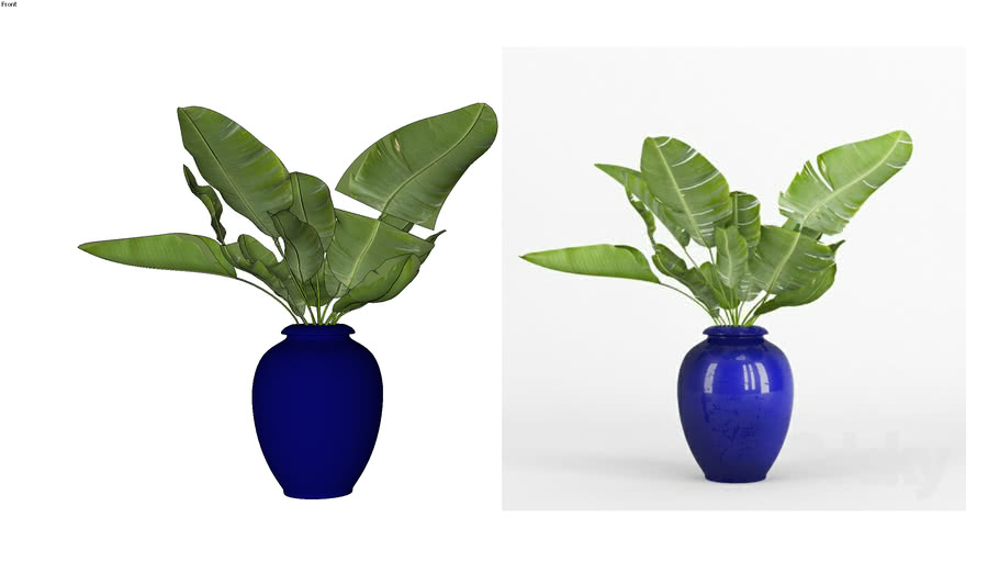plants