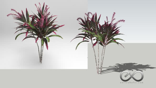 Plantas