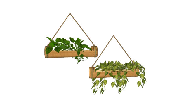 Plants