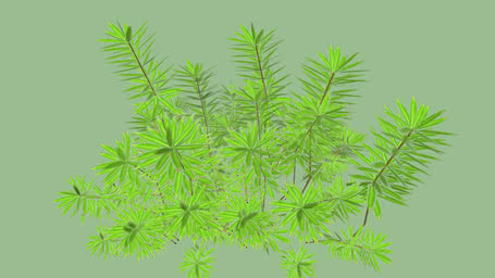 shrubs