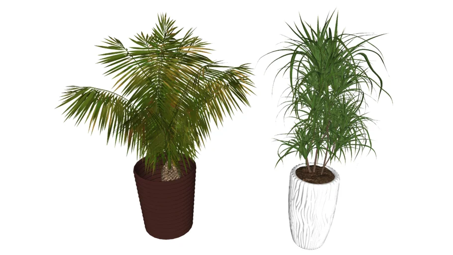Planta Vaso