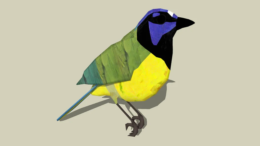 Green Jay