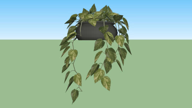 Plants