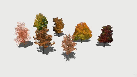 Arbre feuillu