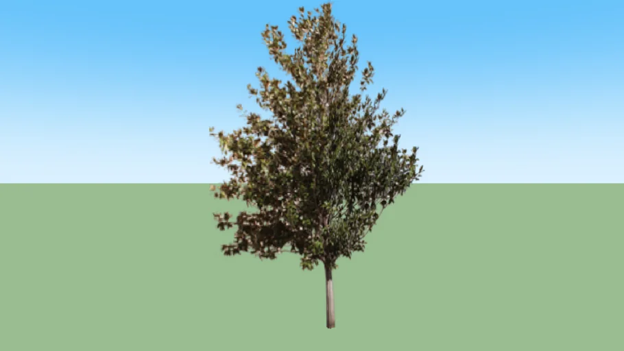 Small Laurel Tree