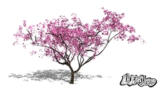 Vegetation