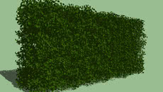 Shrubs