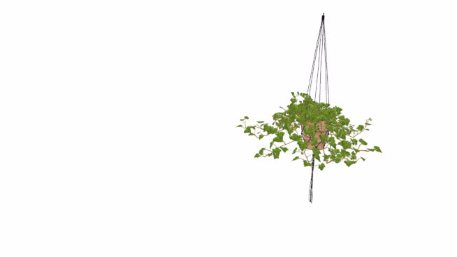 plant hanging