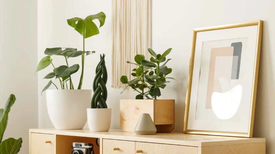 DECOR | VASOS E PLANTAS
