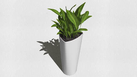 PLANTS