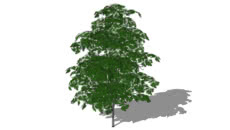arboles