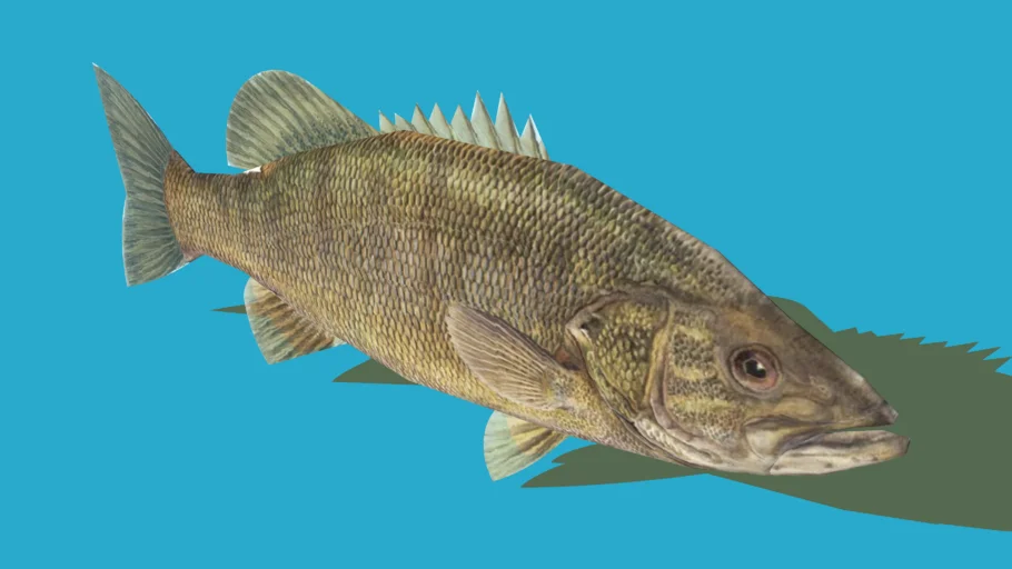 LargeMouth Bass
