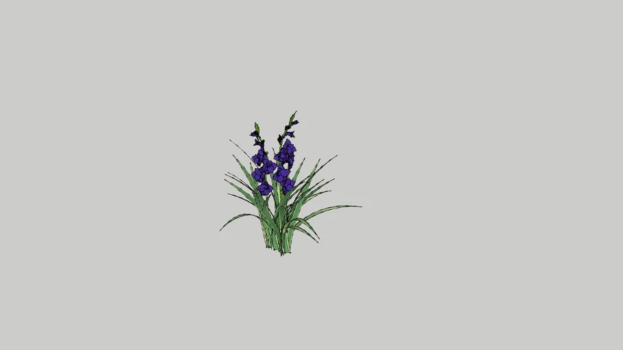 Gladiolus - mieczyk (niebieski)