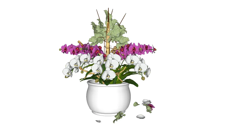 N_Flower(Orchid) 2