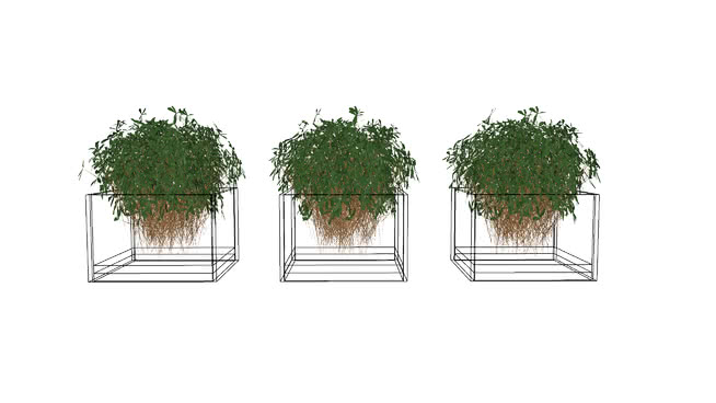 Plants / Vegetation