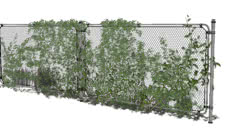 garden plants