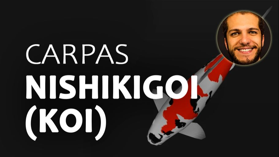 Carpas koi